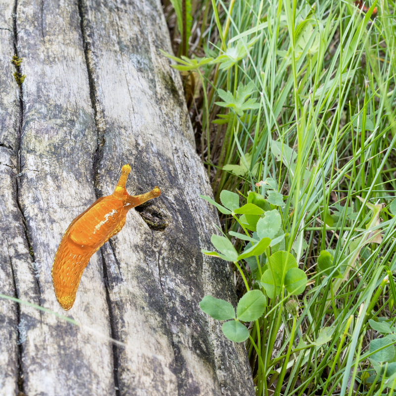 Super Sticky Slug