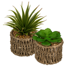 Set Of 2 Succulents In Sea Grass Pots