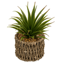 Set Of 2 Succulents In Sea Grass Pots