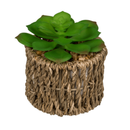 Set Of 2 Succulents In Sea Grass Pots