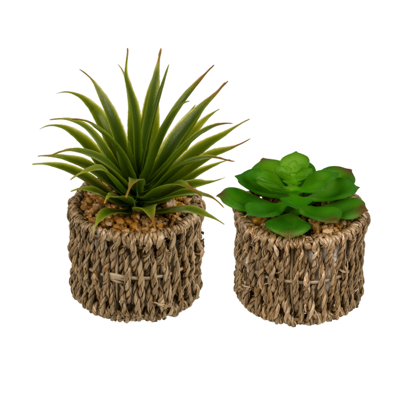 Set Of 2 Succulents In Sea Grass Pots