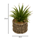 Set Of 2 Succulents In Sea Grass Pots