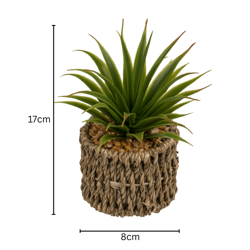 Set Of 2 Succulents In Sea Grass Pots