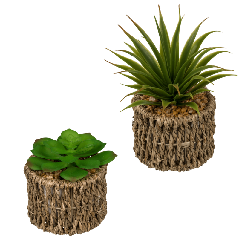 Set Of 2 Succulents In Sea Grass Pots