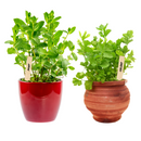 24 Wooden Plant Labels