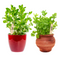 24 Wooden Plant Labels