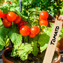 24 Wooden Plant Labels
