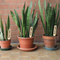 24 Wooden Plant Labels